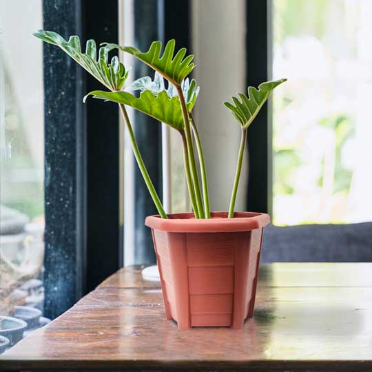 FURAWA GARDEN POT - NO.1 (GP2926)