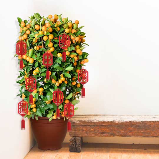 ORA GARDEN POT - NO.3 (GP3004)