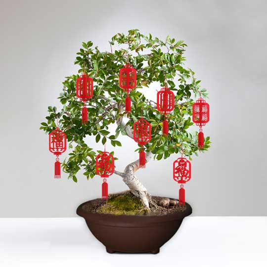 BONSAI GARDEN POT - NO.5 (GP3205)